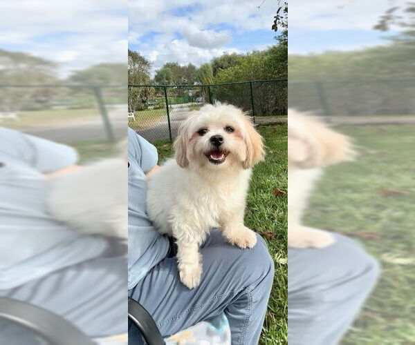 Medium Photo #5 Shih Tzu Puppy For Sale in Weston, FL, USA