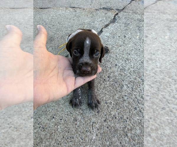 Medium Photo #1 German Wirehaired Pointer Puppy For Sale in TOOELE, UT, USA