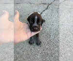 Puppy 3 German Wirehaired Pointer