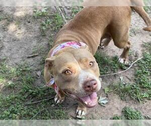 Mutt Dogs for adoption in Tulsa, OK, USA