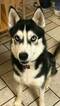 Small Photo #1 Siberian Husky Puppy For Sale in MOORE, SC, USA