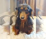 Small Photo #3 Dachshund Puppy For Sale in Shelbyville, TN, USA