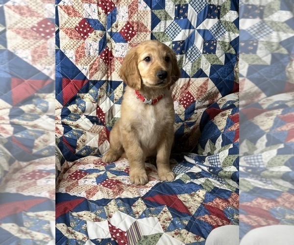 Medium Photo #1 Golden Retriever Puppy For Sale in BRANDON, FL, USA