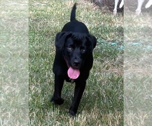 Boo Boo Baby Girl - Female Labrador Retriever-Unknown Mix Dog for Adoption - Photo #2