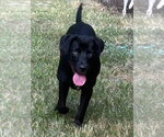 Small #1 Labrador Retriever Mix