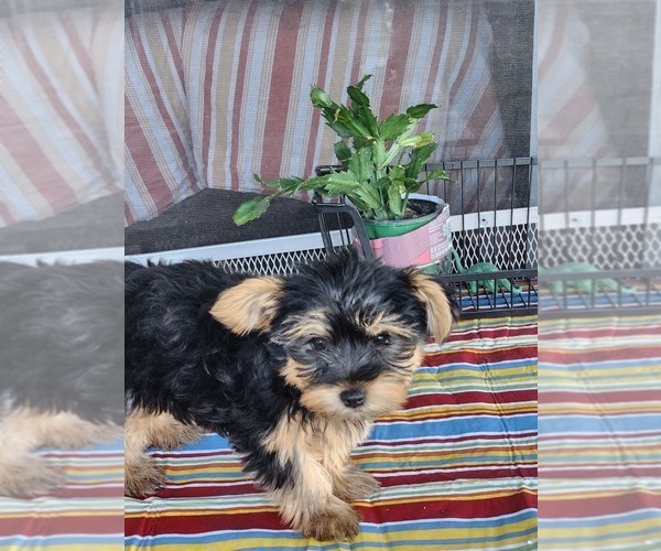 Medium Photo #2 Yorkshire Terrier Puppy For Sale in PLANT CITY, FL, USA