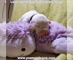 Small Photo #10 Dogo Argentino Puppy For Sale in PINEVILLE, MO, USA