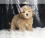 Puppy Mater F1B Maltipoo