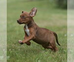Small #2 Boxer-Retriever  Mix
