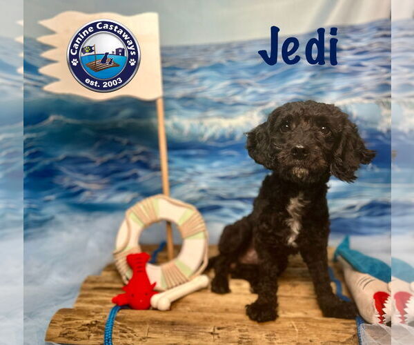 Medium Photo #4 Poodle (Miniature)-Unknown Mix Puppy For Sale in Arcadia, FL, USA