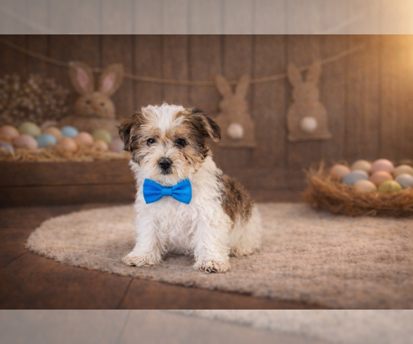 Medium Photo #1 Shorkiepoo Puppy For Sale in RIPLEY, MS, USA