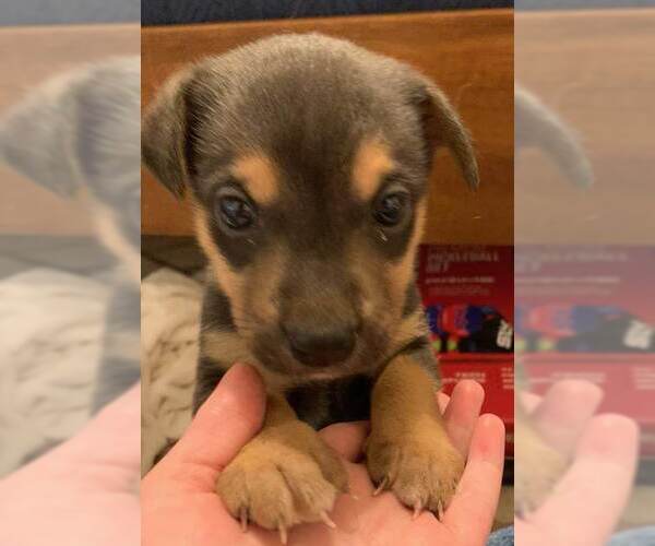 Medium Photo #3 Labrador Retriever-Unknown Mix Puppy For Sale in Holly Springs, NC, USA