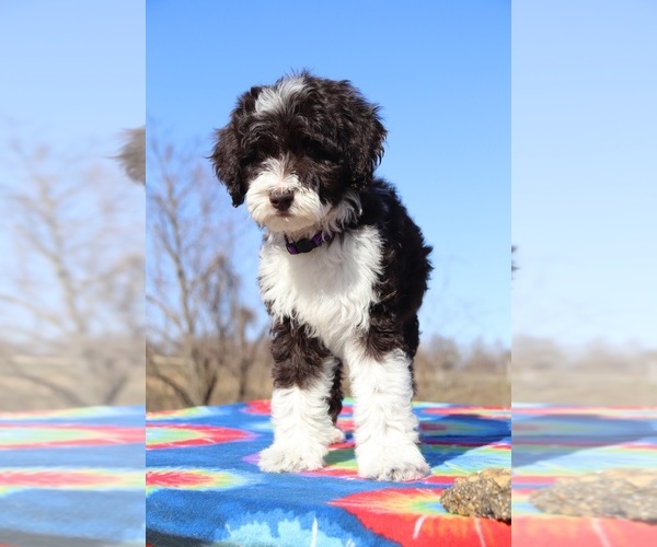 Medium Photo #4 Aussiedoodle Puppy For Sale in UNION CITY, TN, USA
