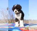 Small Photo #4 Aussiedoodle Puppy For Sale in UNION CITY, TN, USA