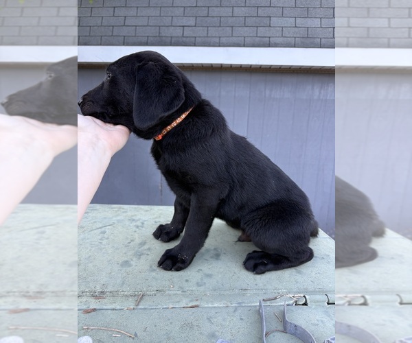 Medium Photo #12 Labrador Retriever Puppy For Sale in GRANITE FALLS, NC, USA