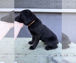 Small #11 Labrador Retriever