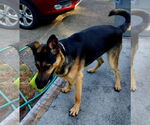 Small #4 German Shepherd Dog