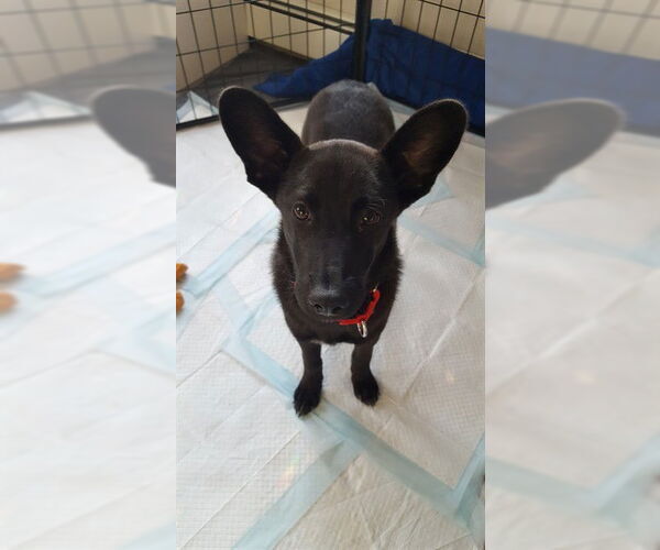 Medium Photo #1 German Shepherd Dog-Unknown Mix Puppy For Sale in Dedham, MA, USA