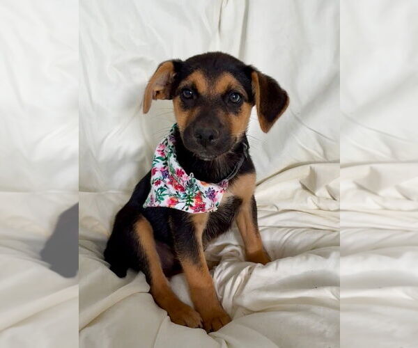 Medium Photo #1 Mutt Puppy For Sale in Lawrenceville, NJ, USA