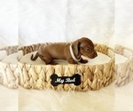 Small #8 Dachshund