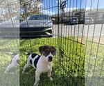 Small #4 Beagle Mix
