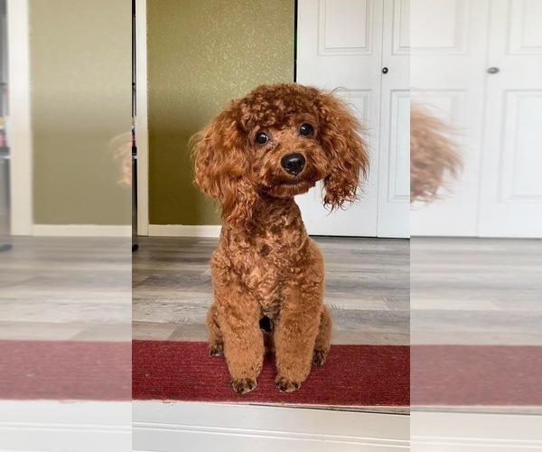 Full screen Photo #1 Poodle (Toy) Puppy For Sale in AURORA, CO, USA