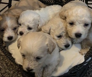 Maltipoo-Shih Tzu Mix Puppy for sale in DALLAS, TX, USA