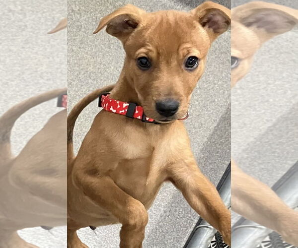 Medium Photo #1 Mutt Puppy For Sale in Sterling, MA, USA