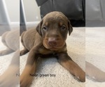 Small Photo #4 Doberman Pinscher Puppy For Sale in GRANT, AL, USA