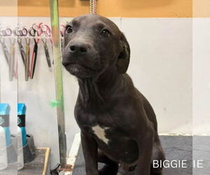 American Pit Bull Terrier-Unknown Mix Dogs for adoption in Brooklyn, NY, USA