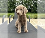 Small #2 Labrador Retriever
