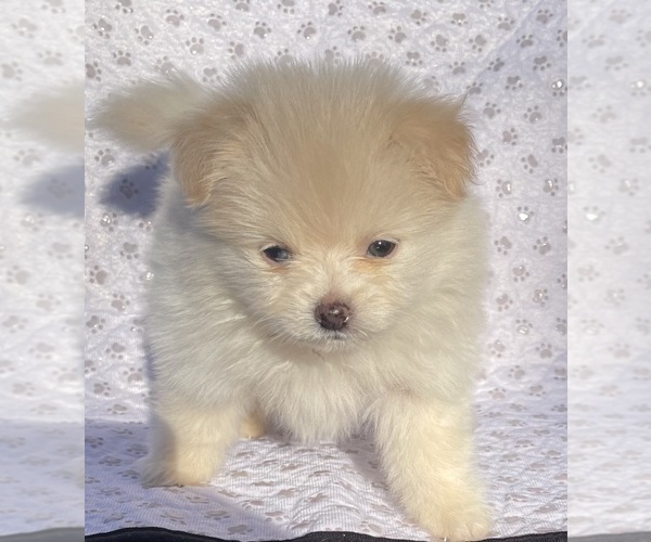 Medium Photo #1 Pomeranian Puppy For Sale in PORTLAND, ME, USA