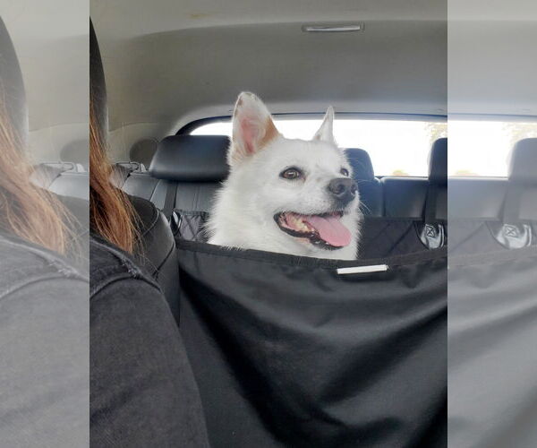 Medium Photo #3 Colonial Cocker Spaniel-Unknown Mix Puppy For Sale in Corona, CA, USA