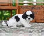 Small #4 Shih Tzu