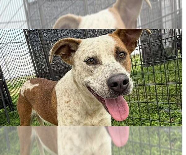 Medium Photo #1 Mutt Puppy For Sale in Abbeville, LA, USA