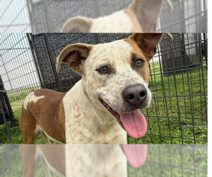 Freya - Female Mutt Dog for Adoption