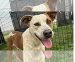 Freya - Female Mutt Dog for Adoption - Small photo