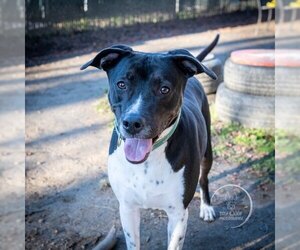 AC - Donny - Male Lab-Pointer Dog for Adoption - Photo #12