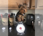 Small Photo #5 Yorkshire Terrier Puppy For Sale in O FALLON, MO, USA