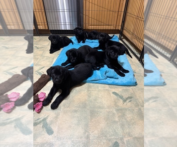 Medium Photo #8 Labrador Retriever Puppy For Sale in LISBON, CT, USA