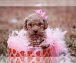 Small Photo #6 Goldendoodle Puppy For Sale in BARNESVILLE, GA, USA