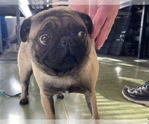 Pug Dogs for adoption in Redwood City, CA, USA