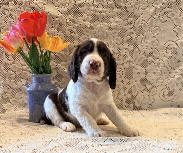 Medium Photo #3 English Springer Spaniel Puppy For Sale in OWEN, WI, USA