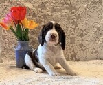 Small #2 English Springer Spaniel