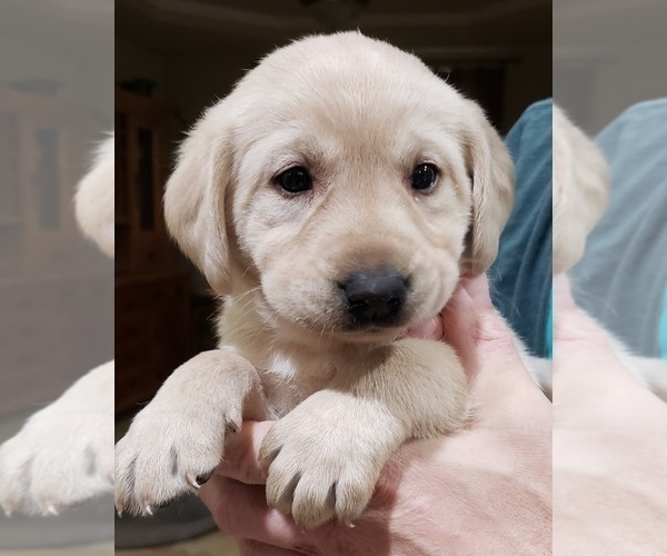 Medium Photo #147 Labrador Retriever Puppy For Sale in OLYMPIA, WA, USA