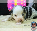 Small Photo #6 Miniature Australian Shepherd Puppy For Sale in GRANBURY, TX, USA