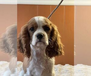 Cavalier King Charles Spaniel Dogs for adoption in HOPKINSVILLE/PRINCETON, KY, NH, USA