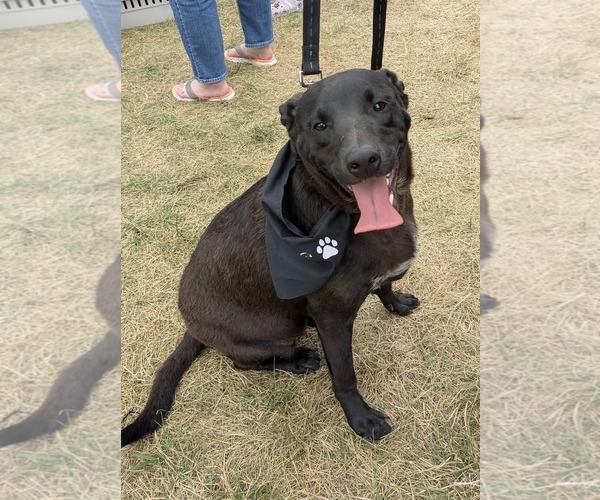 Medium Photo #3 American Pit Bull Terrier-Unknown Mix Puppy For Sale in Germantown, OH, USA