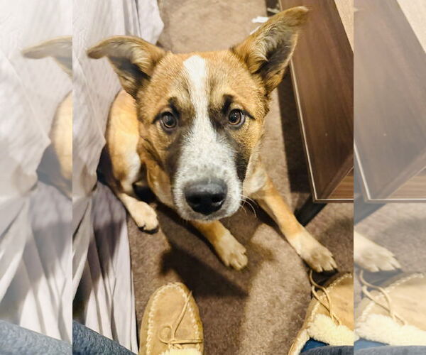 Medium Photo #4 German Shepherd Dog-Unknown Mix Puppy For Sale in Princeton, MN, USA