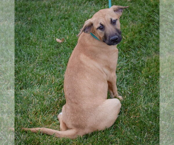 Medium Photo #3 Black Mouth Cur-German Shepherd Dog Mix Puppy For Sale in Huntley, IL, USA